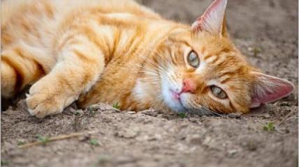 118311-orange_cat_chillaxing_by_gogogodzirra
