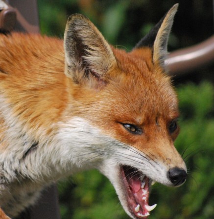 FOX in attack1